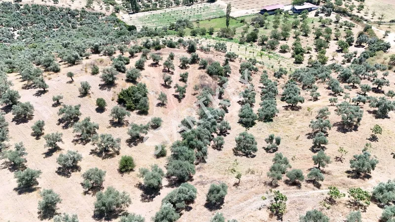 Aydın Ortaklar'da Satılık Zeytinlik