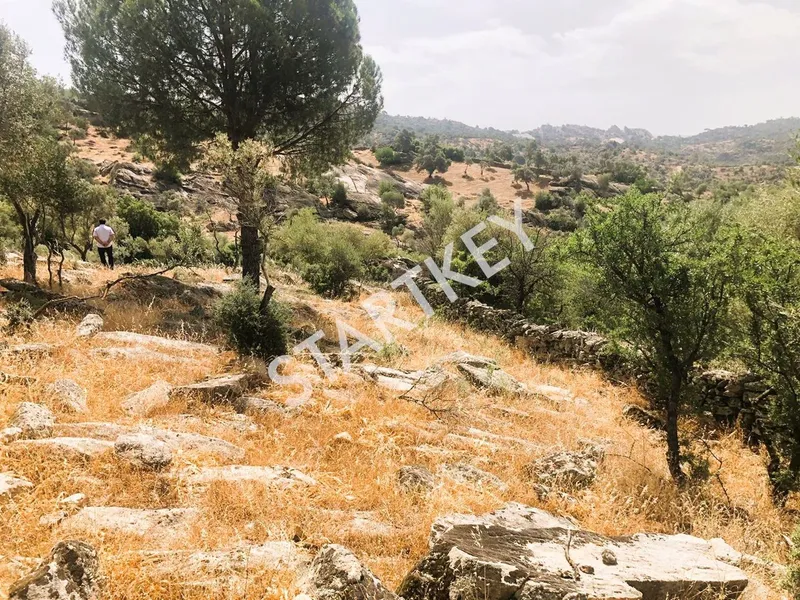 Milas Çomakdağ 17 Dönüm Zeytinlik