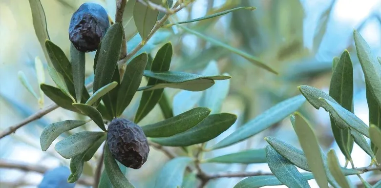 KARABURUN'A ÖZEL - HURMA ZEYTİNİ